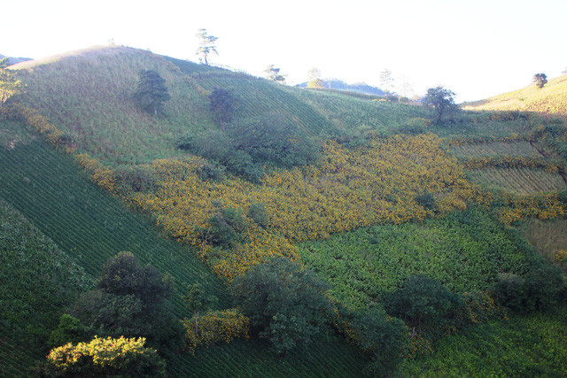 满山盛开着金灿灿的肿柄菊。图自因特网