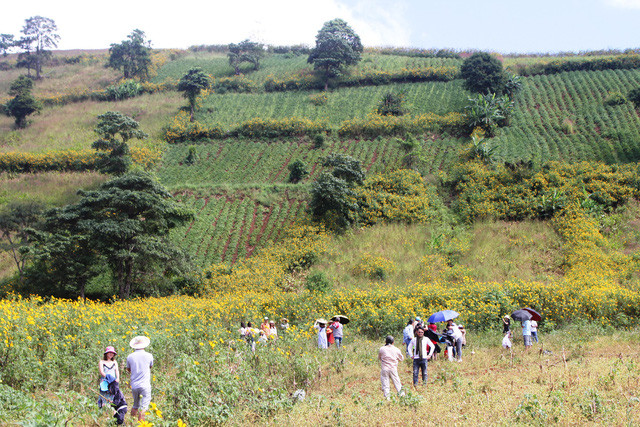 嘉莱省肿柄菊节吸引数千人参观。图自因特网