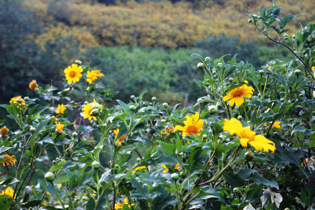 满山盛开着金灿灿的肿柄菊。图自因特网