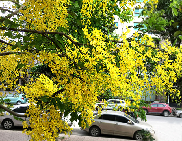 在河内一些街道可看见金链花。其花盛开的季节自5月至7月。（图片来源：越南《人民报网》）