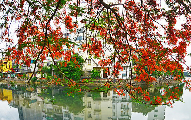 每逢五月就是凤凰花盛开的季节，花香漫天，使该城市像被披上一件美丽的红外衣。（图片来源：越南《人民报网》）