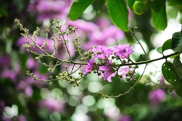 （图片来源：越南《人民报网》）