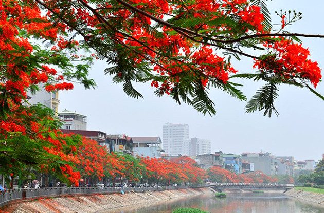 在苏沥江两岸，凤凰花染红了天空。（图片来源：越南《人民报网》）