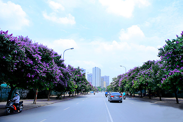紫薇花铺满陳太宗街，创造一个极为烂漫的风景。（图片来源：越南《人民报网》）