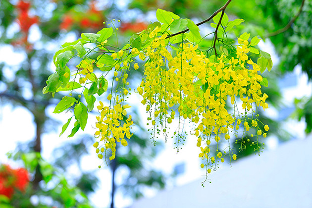 金链花，又称毒豆、金急雨、黄金雨、波斯皂荚、婆罗门皂荚、长果子树、腊肠树、牛角树等、香港多称猪肠豆等。这是泰国国花。（图片来源：越南《人民报网》）