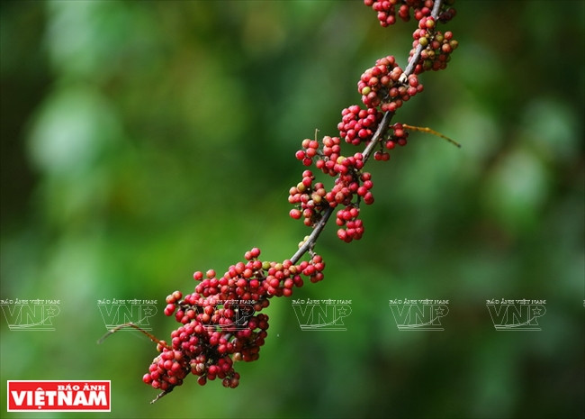 山茶半岛是近300个生物个体和近1000种植物的生活空间。图自越南画报