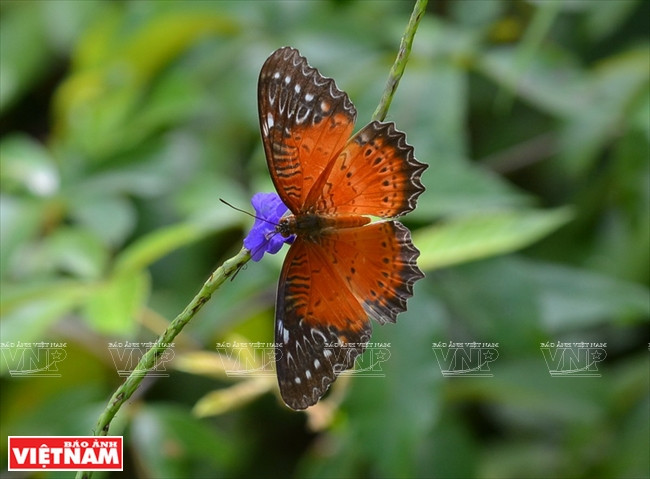 山茶半岛的蝴蝶。图自越南画报