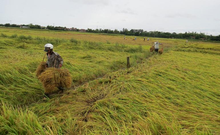  富安省农民进入紧张的农忙时间。图自因特网