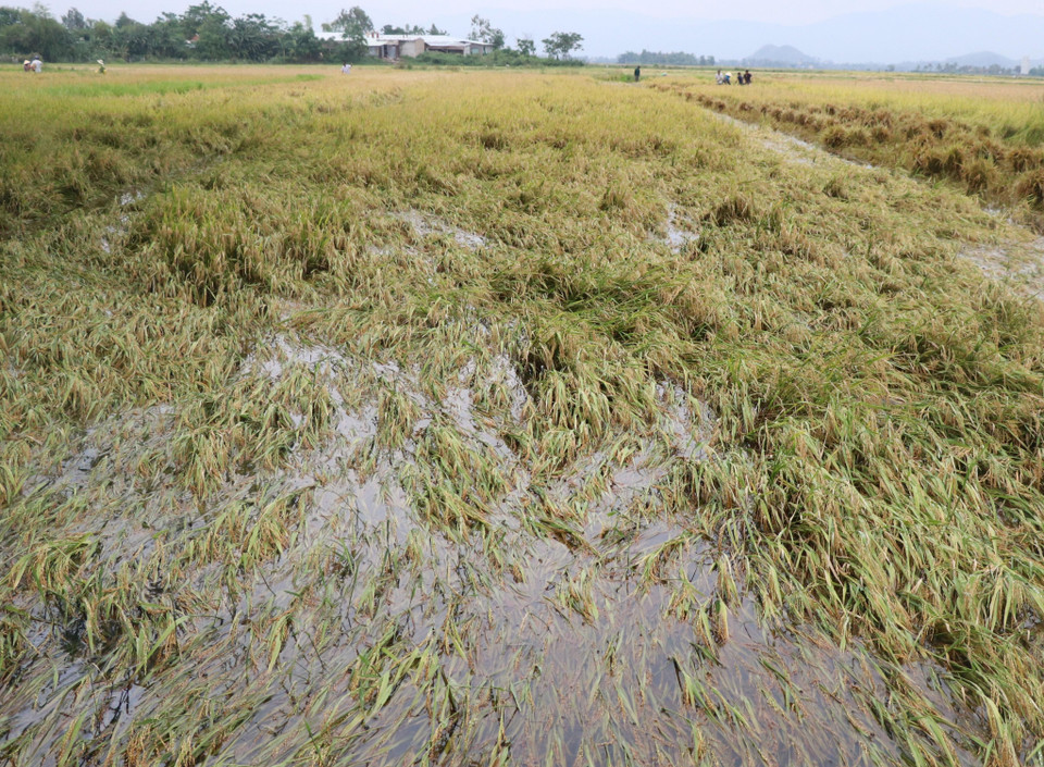  部分水稻田被淹。越通社记者范强 摄