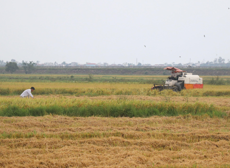 富安省各地夏秋水稻正进入收割季节。越通社记者范强 摄