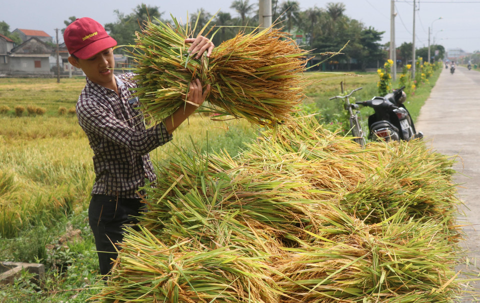 富安省各地夏秋水稻正进入收割季节。越通社记者范强 摄