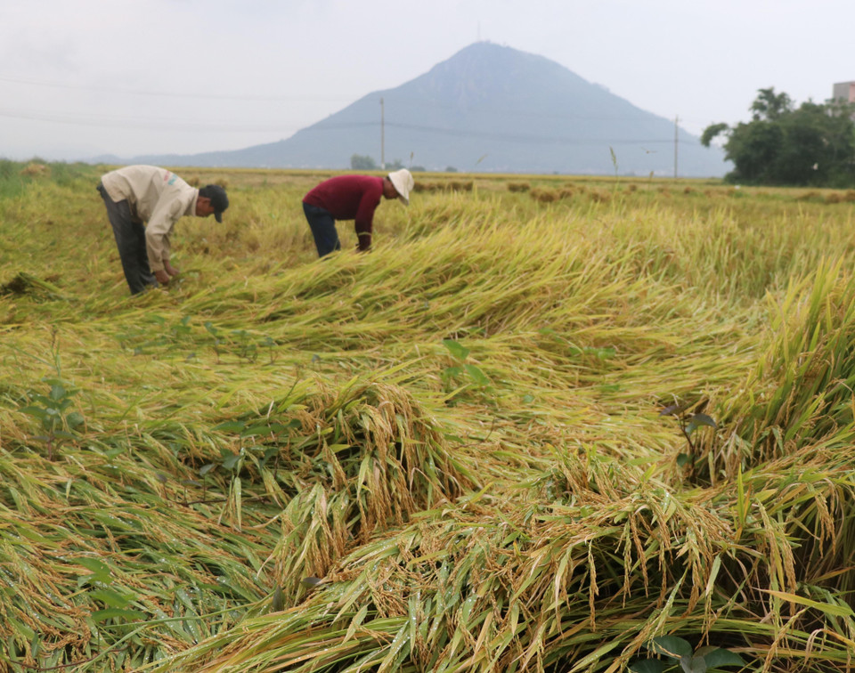富安省农民进入紧张的农忙时间。越通社记者范强 摄
