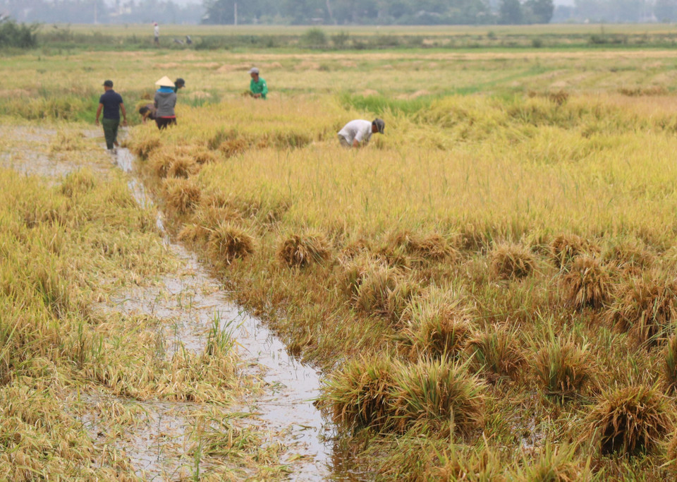  该省2019年夏秋季水稻种植面积为2.5万公顷。截至9月底，全省已收割水稻面积为1.5万公顷。越通社记者范强 摄