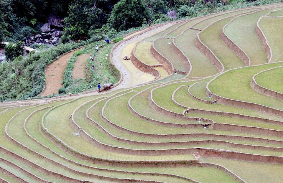 每到汛期, 山罗省芒罗县清万乡蒙族同胞又开始进行水稻插秧。越通社记者 光决 摄