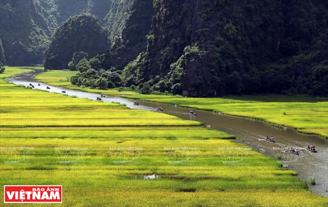 宁平省长安世界遗产吴东河旁的黄金稻田。（图片来源：越南画报）