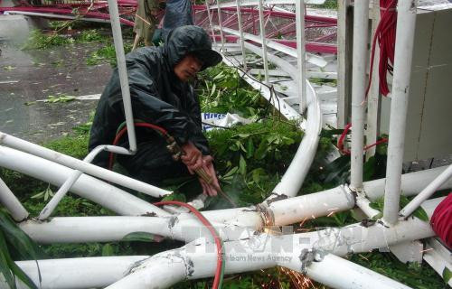 台风过后,不少树木被吹断,地上一片狼藉。（图片来源：越通社）