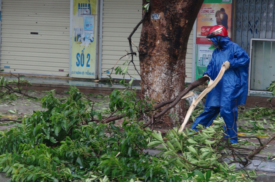 台风过后,不少树木被吹断,地上一片狼藉。（图片来源：越通社）