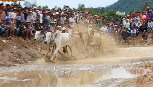 第24次七山赛牛节公开赛在安江省正式开赛。（图片来源：越通社）