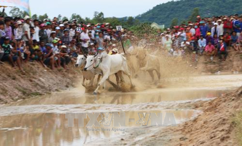 第24次七山赛牛节公开赛在安江省正式开赛。（图片来源：越通社）