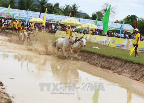 第24次七山赛牛节公开赛在安江省正式开赛。（图片来源：越通社）
