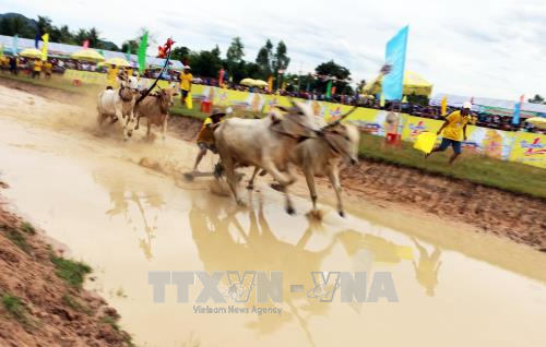 ​第24次安江省电视台杯七山赛牛节正式开赛。（图片来源：越通社）