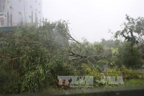 不少树木被大风吹断。（图片来源：越通社）
