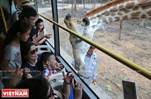 长颈鹿对游客表示亲善（图片来源：越南画报）