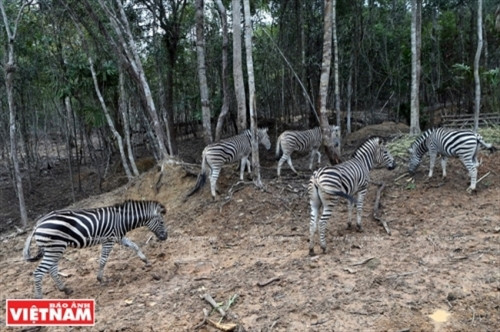 斑马 （图片来源：越南画报）