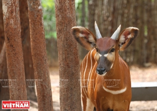 肯尼亚羚羊（图片来源：越南画报）