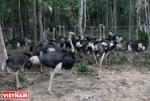 鸵鸟（图片来源：越南画报）