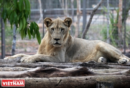 非洲狮子（图片来源：越南画报）