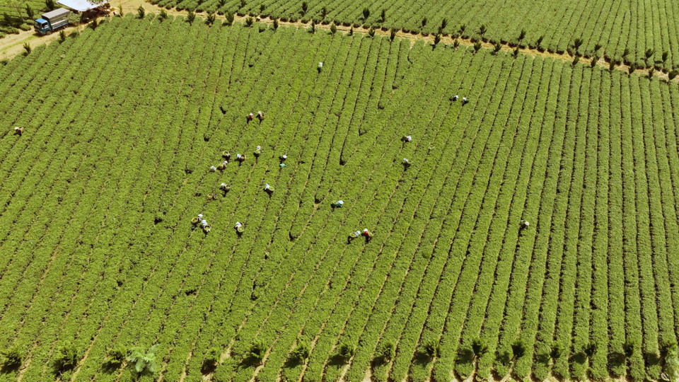 截至目前，林同省达到越南优良农业规范标准(VietGAP) 的茶树种植面积为310公顷。图自越通社