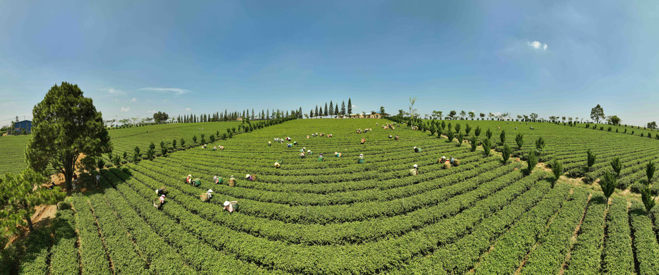 林同省宝录县录广乡嘉达越有限公司有机茶种植面积为350公顷。图自越通社