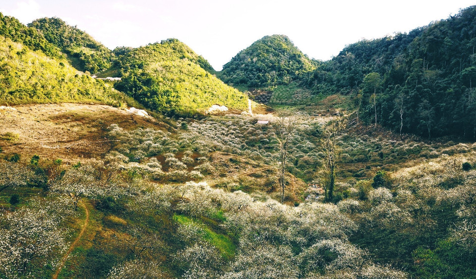 包括原始林、李子果园、果梅果园等李子山谷被誉为木州屋顶。图自 越通社