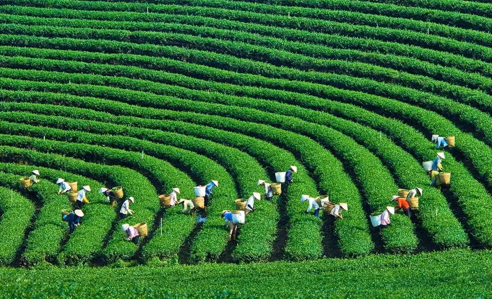 绿油油的木州高原茶田。图自 越通社