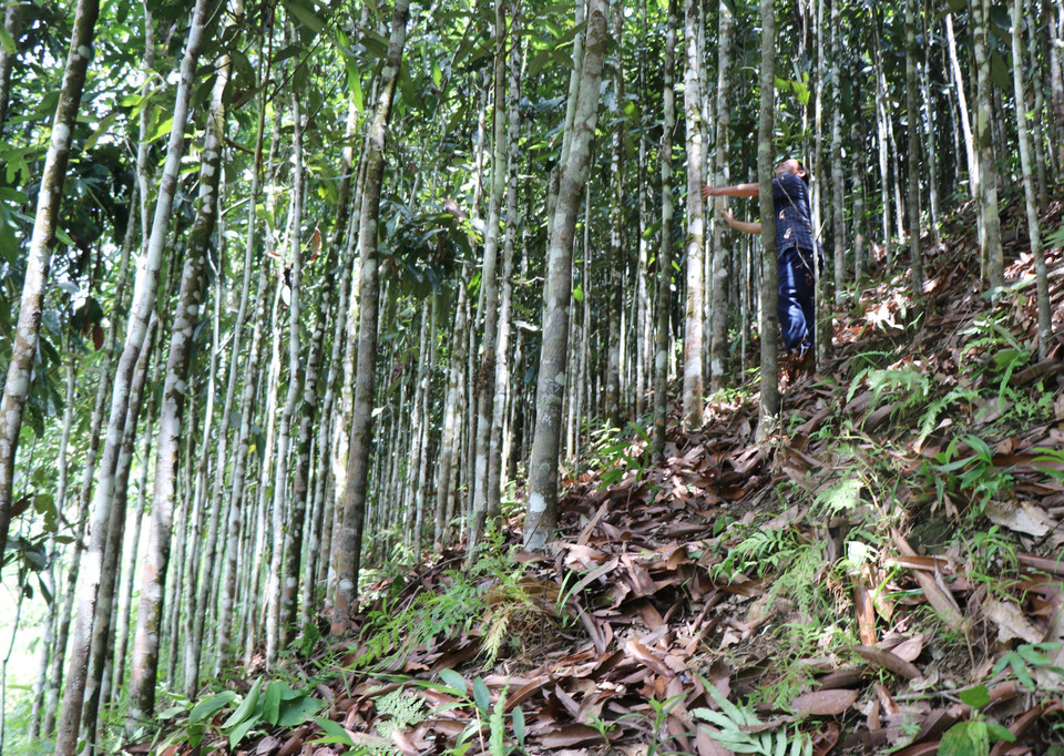 茶棚县桂子总值面积5200公顷，年产量为1600-2000吨。图自 越通社