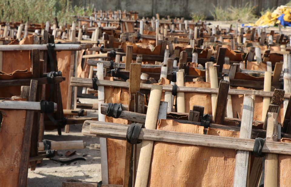 新鲜的肉桂树皮加工前需要晒干。图自 越通社