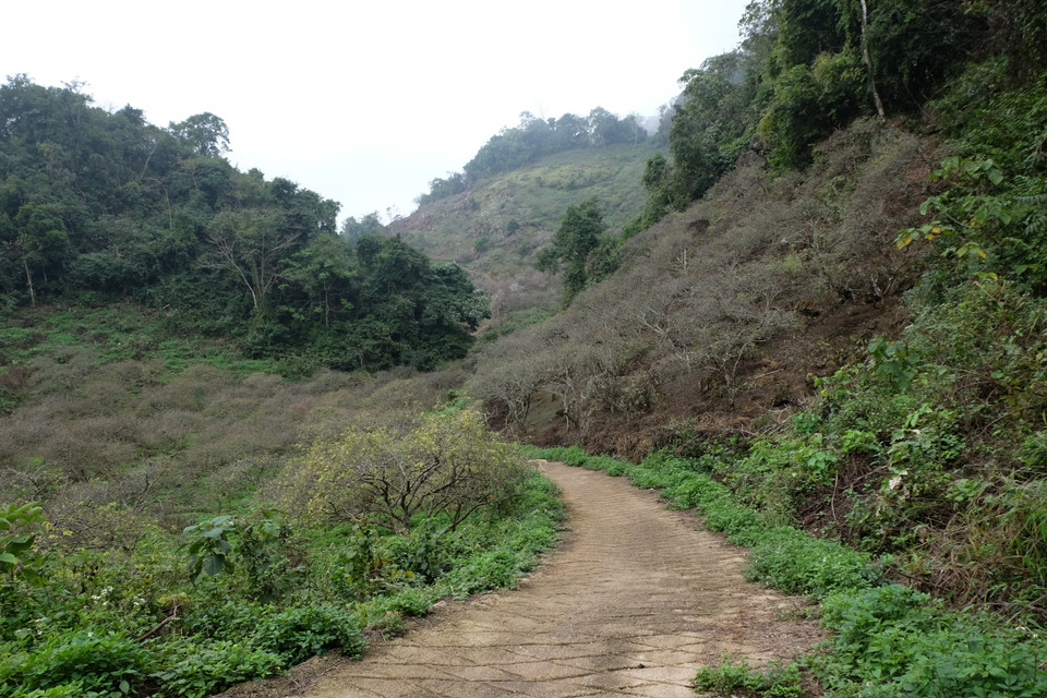 20天后，数十公顷的李花园将满地盛开，为春天增添光彩。越通社记者 武祥安 摄