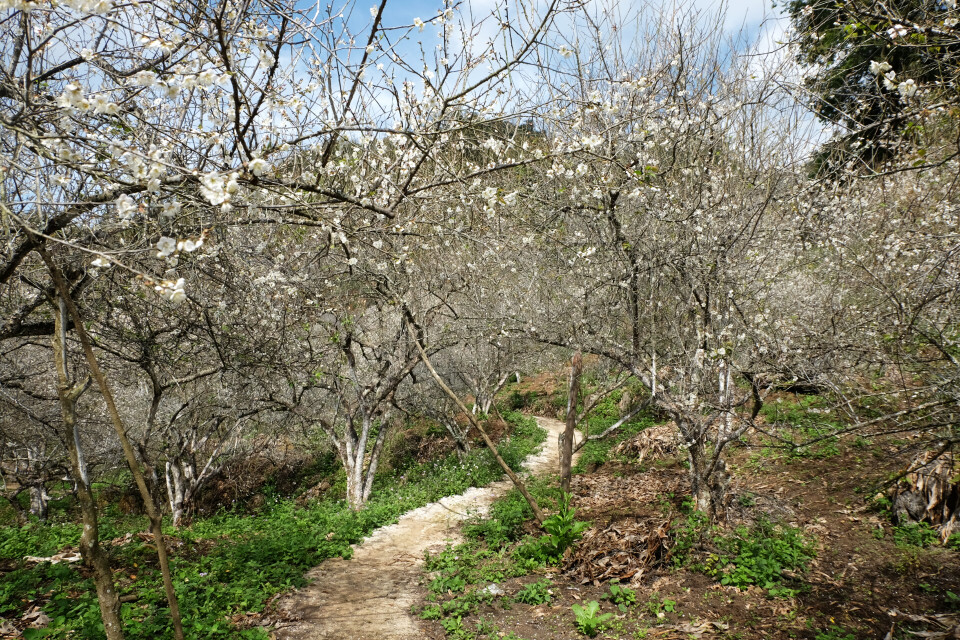 现在是杏花盛开的时节，杏花犹如一片洁白的云霞,异常迷人。越通社记者 武祥安 摄