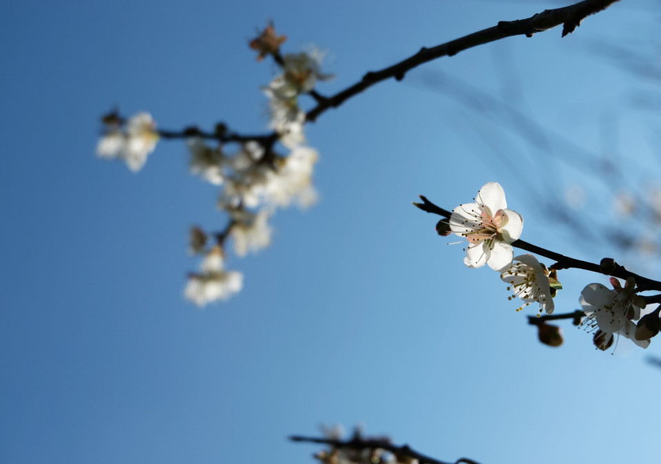 杏花在阳光的沐浴下竞相开放。越通社记者 武祥安 摄