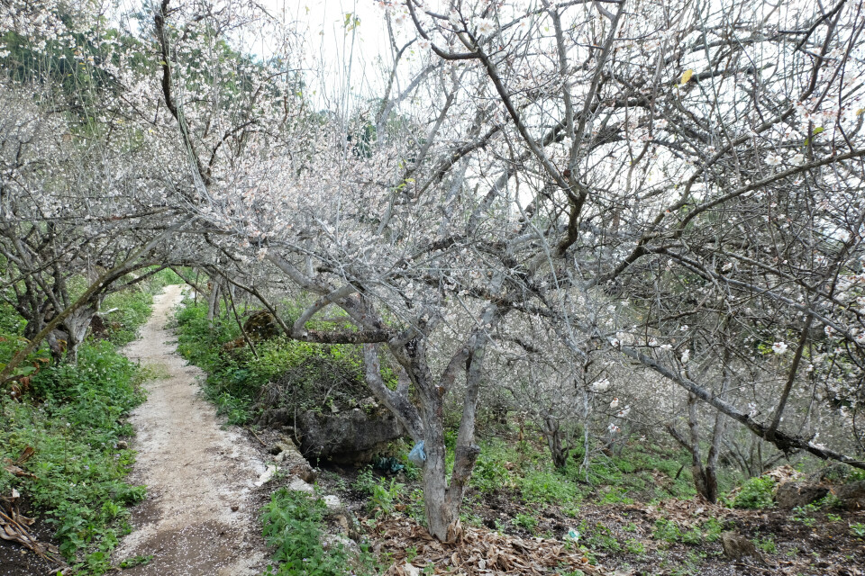 现在是杏花盛开的时节，杏花犹如一片洁白的云霞,异常迷人。越通社记者 武祥安 摄