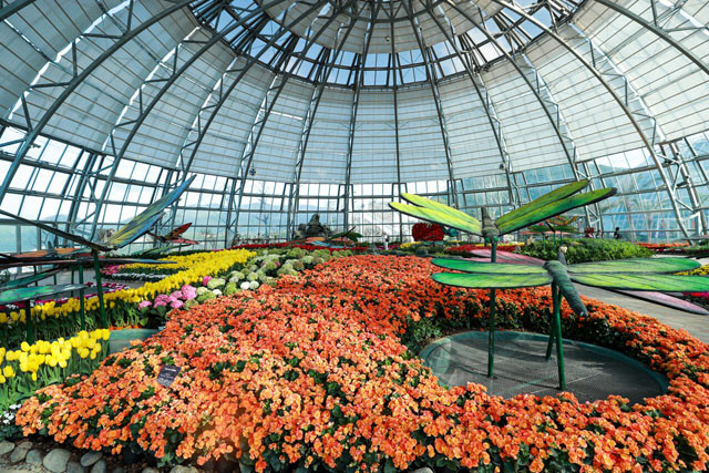 参加郁金香花节游客们可以观赏十种颜色的郁金香。图自互联网