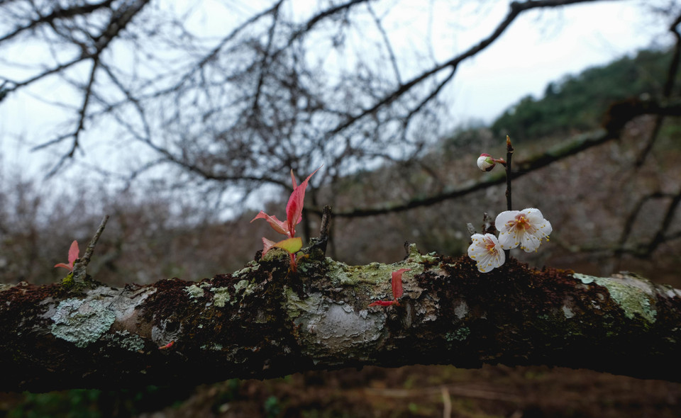 杏花开放标志着春天的到来。越通社记者 武祥安 摄