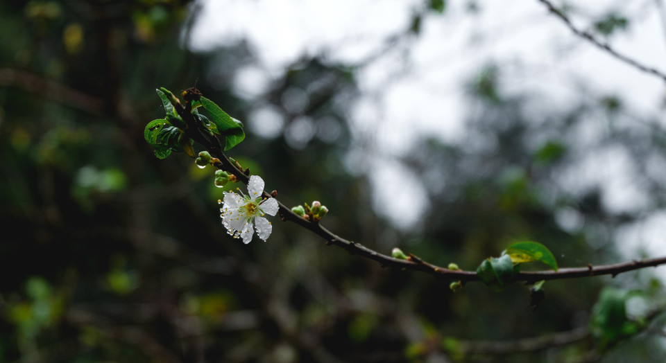 杏花盛开的时候，李花开始零星的开。越通社记者 武祥安 摄