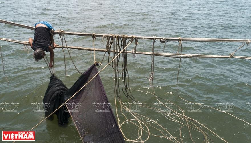 渔民踩在缆索“走绳”放桩网。越南画报记者 毕山 摄