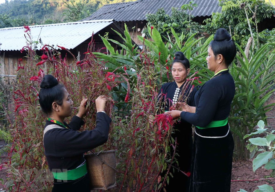 贡族同胞将鸡冠花视为神圣之花，富有特别意义，是该民族同胞的吉祥象征。越通社记者阮春进 摄