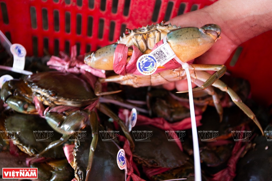 EVFTA生效后，“金瓯五甘螃蟹”品牌拥有更多的机会扩大对欧洲市场的出口。图片来源：越通社