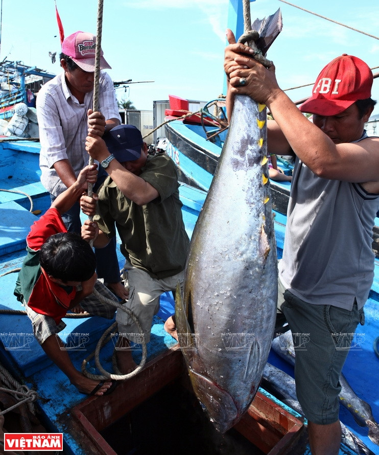 20多年来，越南水产出口额猛增，年均增长率达13%，从6亿美元增至90亿美元。 越南水产品已进军世界160个市场，其中虾类出口额年均达35-40亿美元，查鱼18-22亿美元，金枪鱼、鱿鱼和章鱼10-12亿美元，其他海产品12-15亿美元。图片来源：越通社