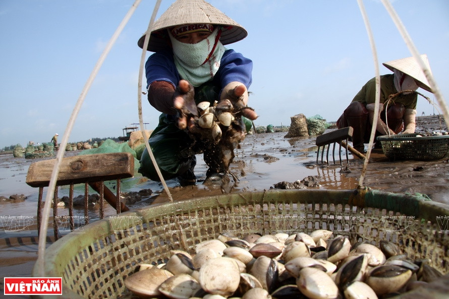 从2017年，南定省安舍工业区的越南Lenger水产品公司将蛤蜊进军欧洲市场，为南定省和邻近地方的蛤蜊养殖渔民提供巨大机会。图片来源：越通社