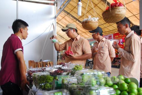 游客参观2016年宁顺省葡萄和葡萄酒节各展位。（图片来源：越通社）